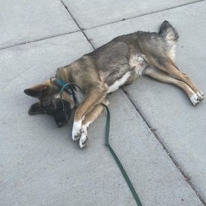 Meet your Posher, Abby